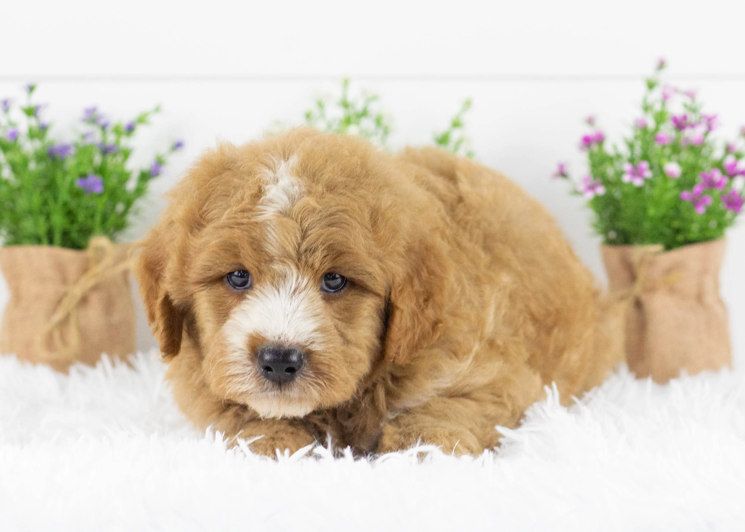Hawk goldendoodle for sale(1).jpg