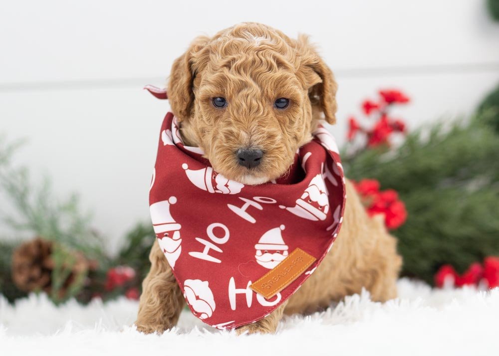 Mint goldendoodle for sale(3).jpg