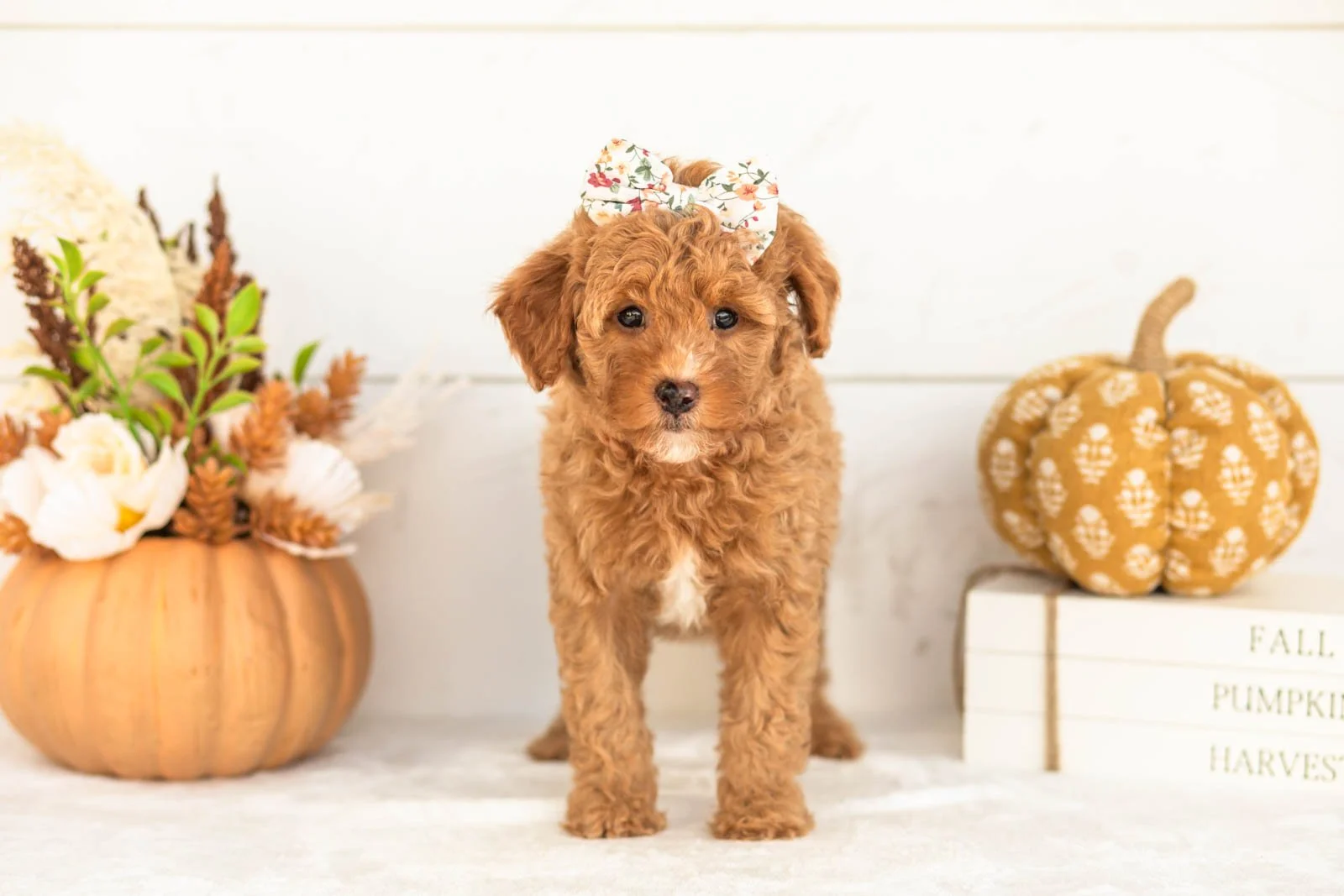 Juliet goldendoodle for sale 3.jpg