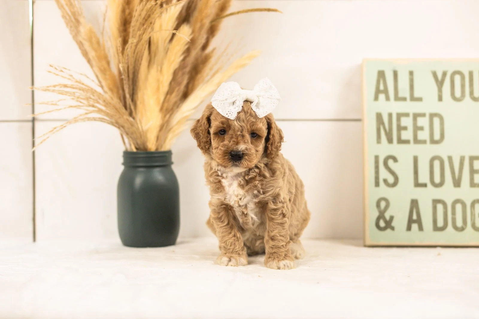 Daisy goldendoodle for sale(2).jpg