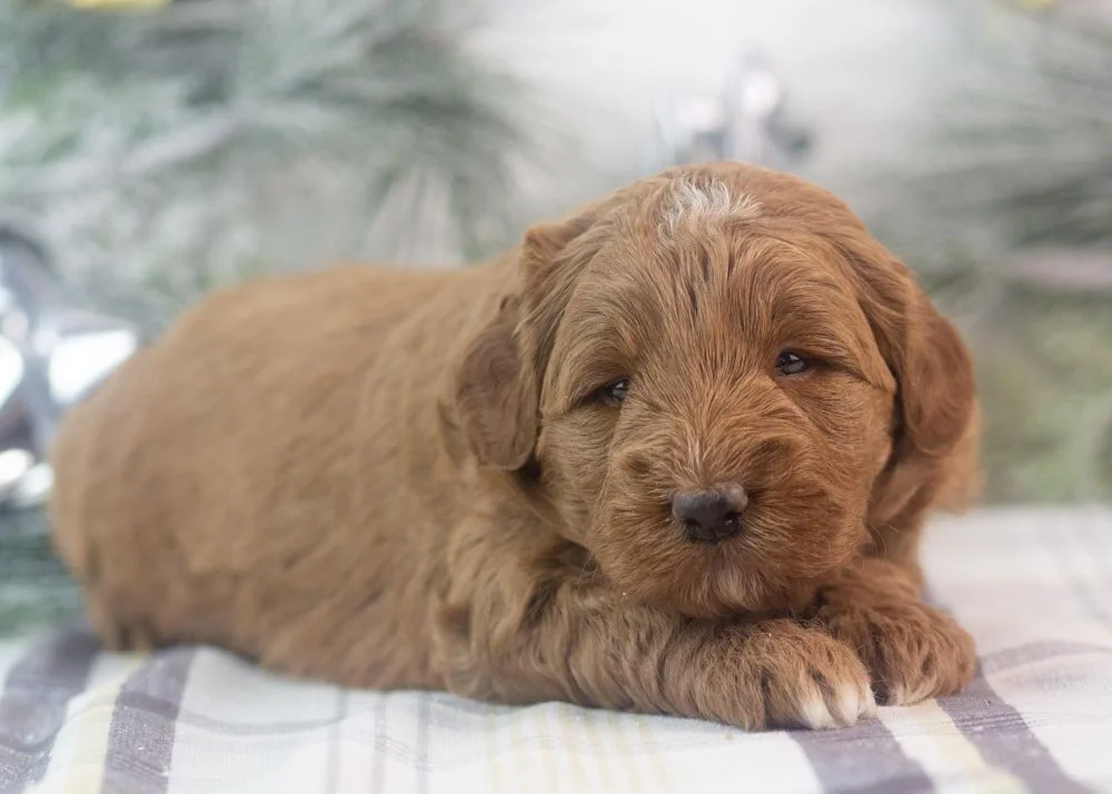 Brody goldendoodle for sale(2).jpg