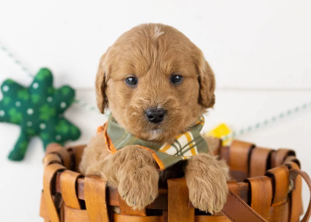 Americano goldendoodle for sale(2).jpg