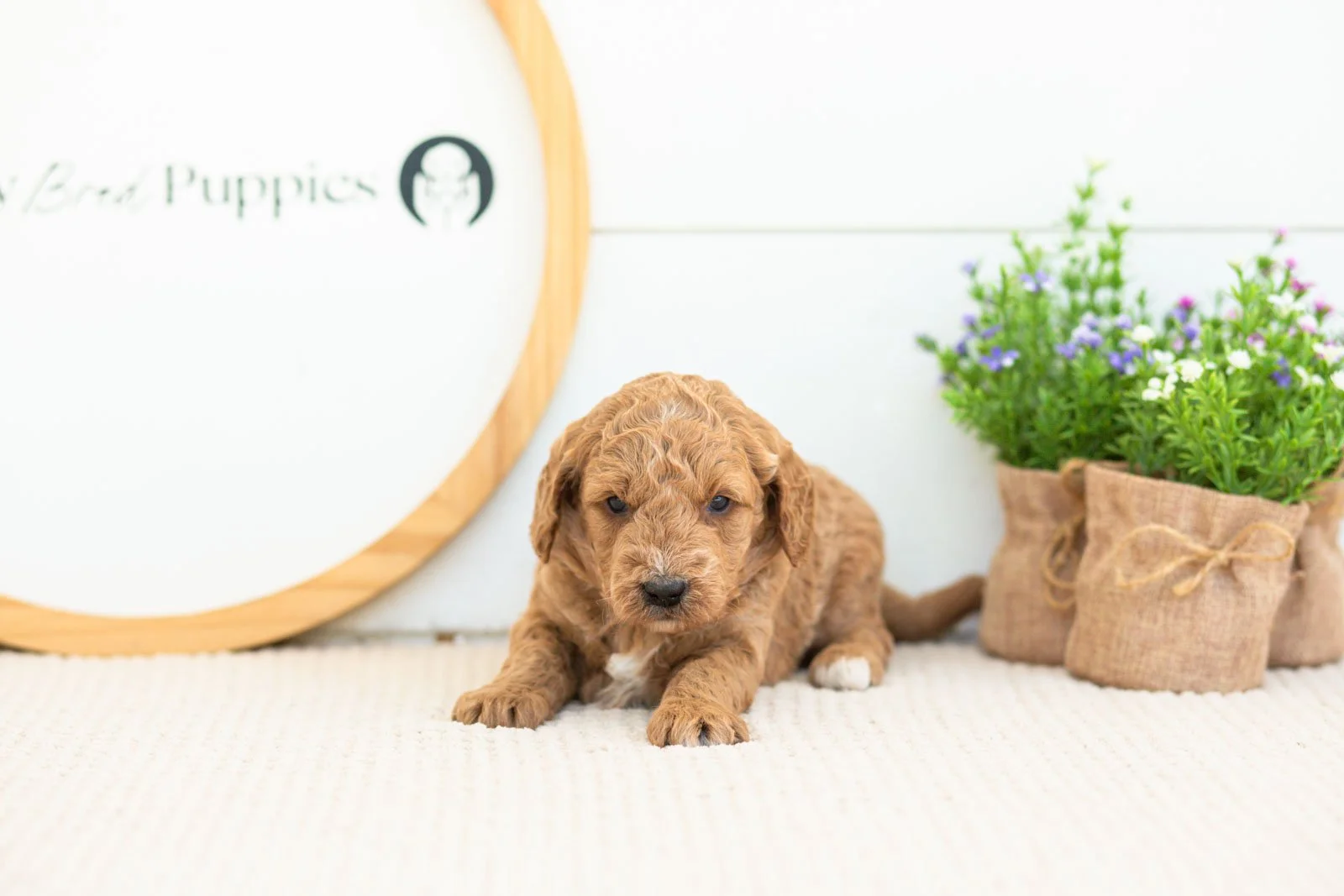 Breeze golendoodle for sale(1).jpg