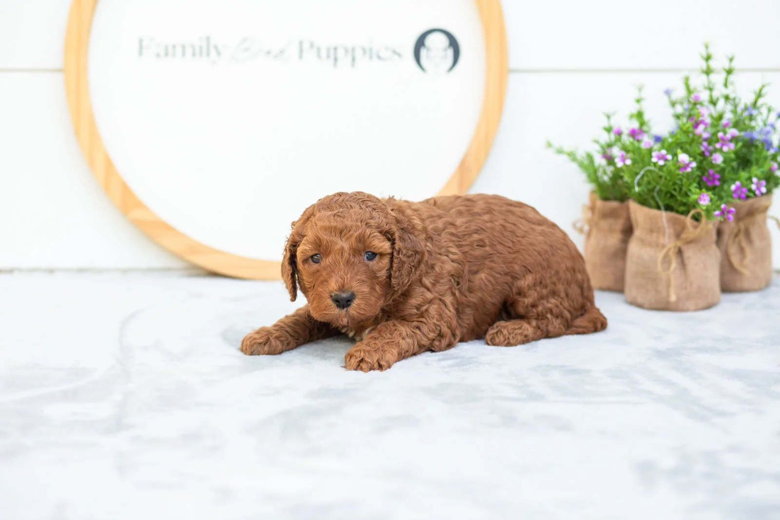 Cocoa goldendoodle for sale.jpg