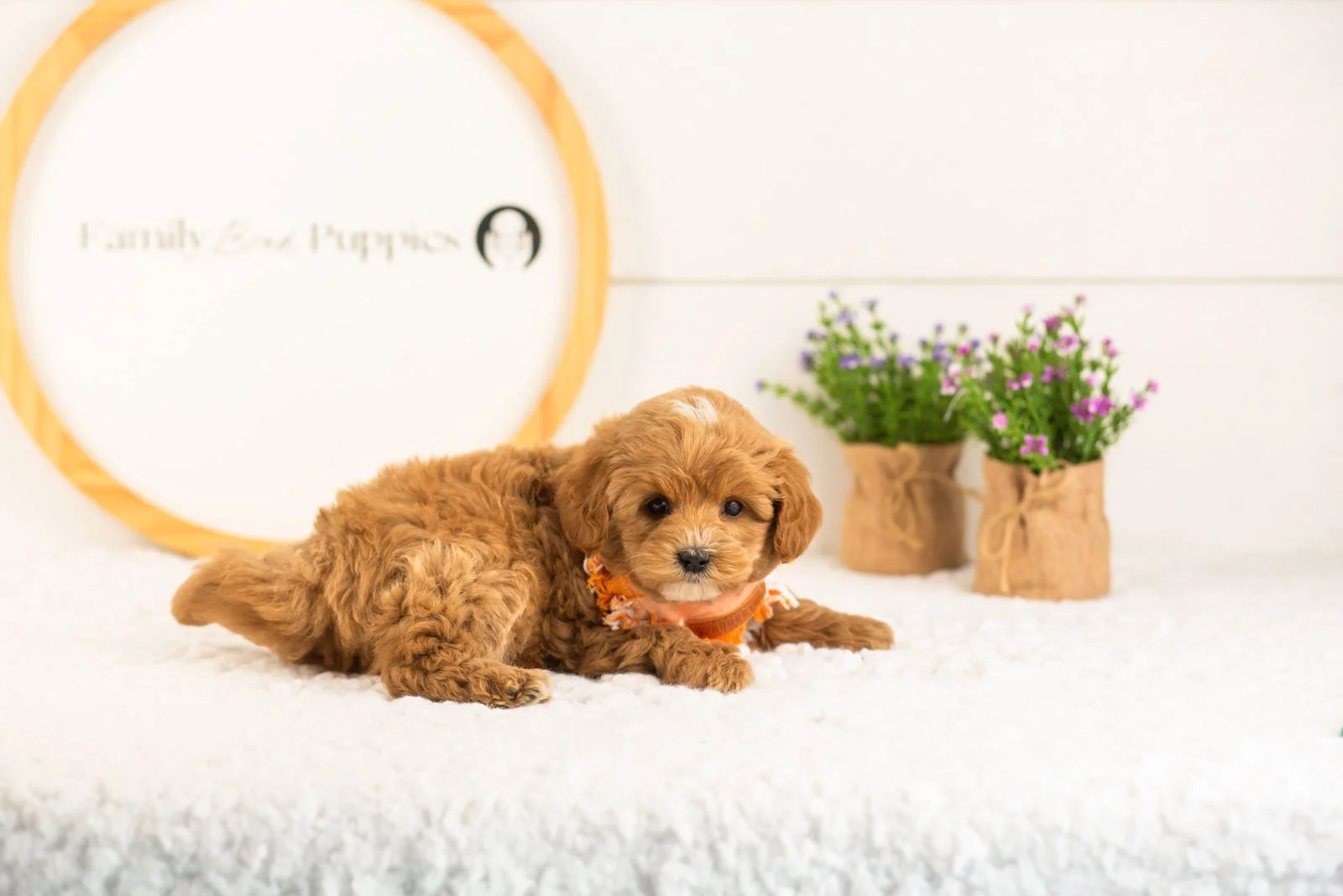 Cobalt goldendoodle for sale(1).jpg