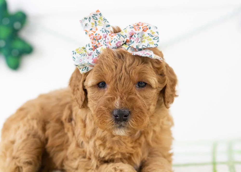 Barbara goldendoodle for sale(2).jpg