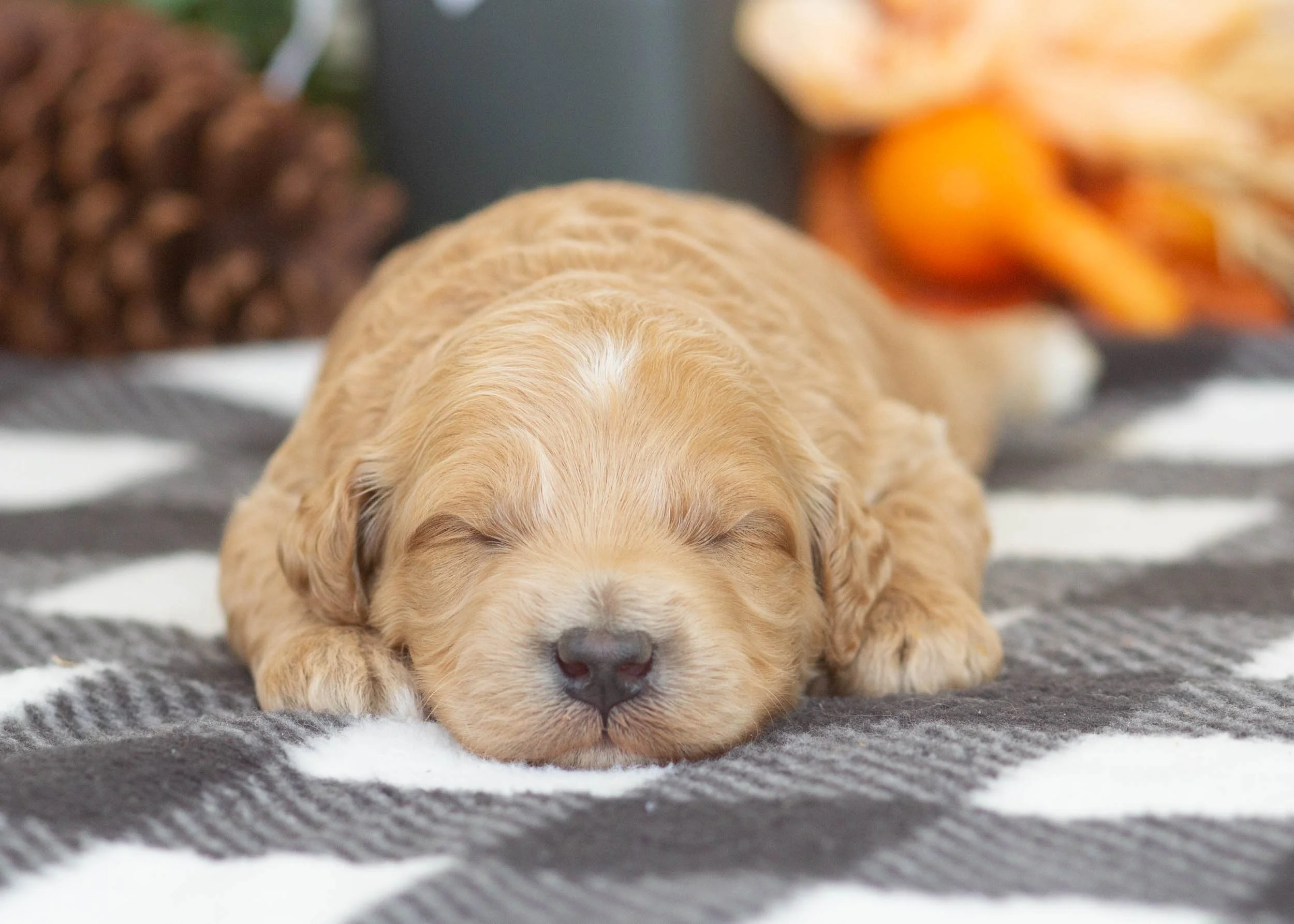 Levi goldendoodle for sale(1).jpg