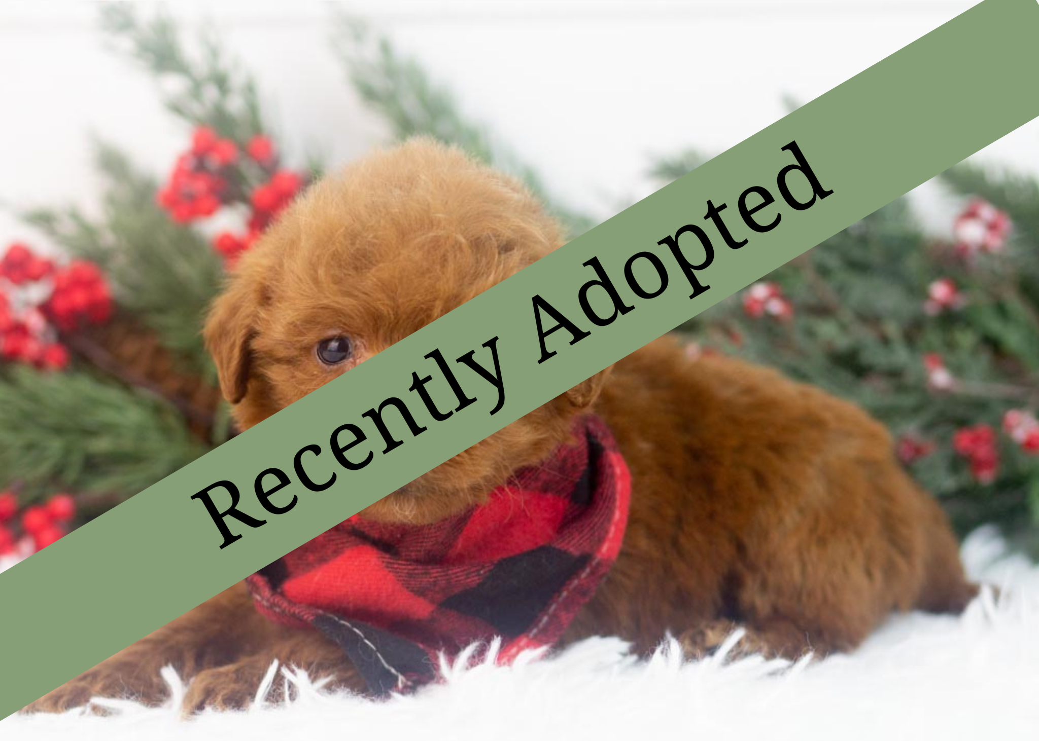 goldendoodle for sale