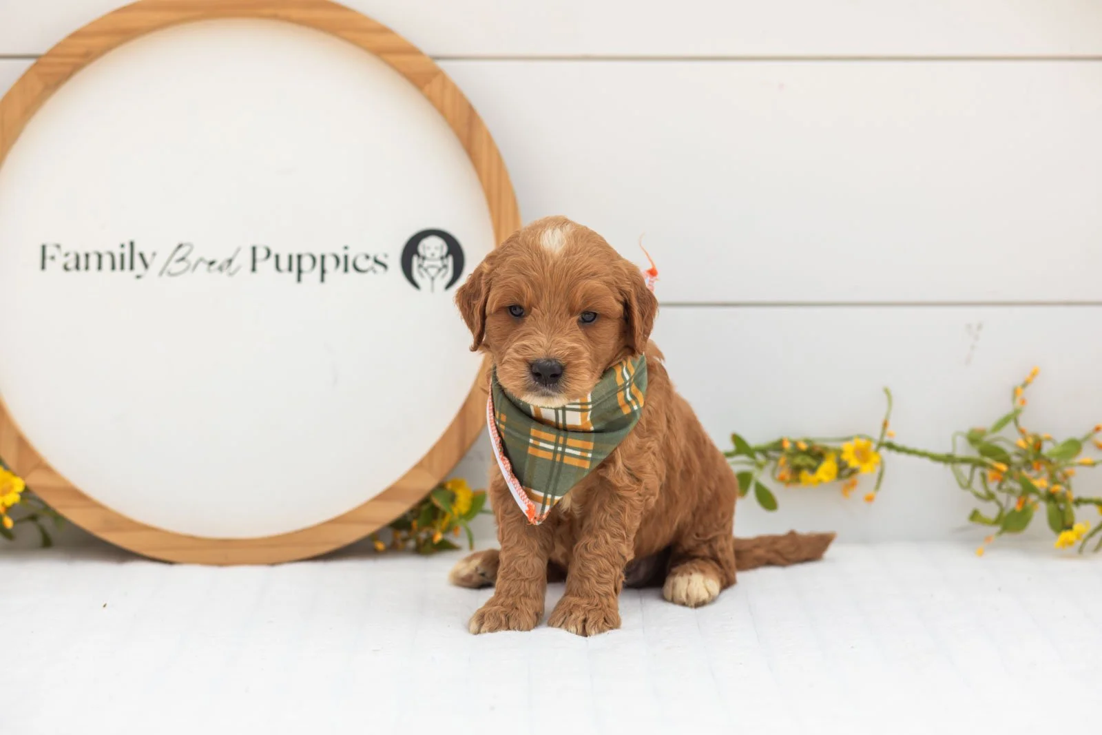 Aspen goldendoodle for sale(2).jpg