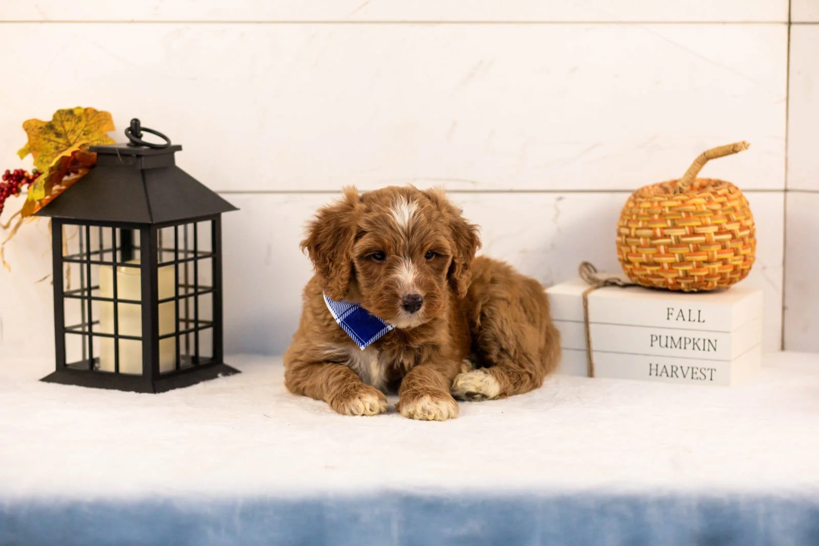 Andes goldendoodle for sale 5.jpg