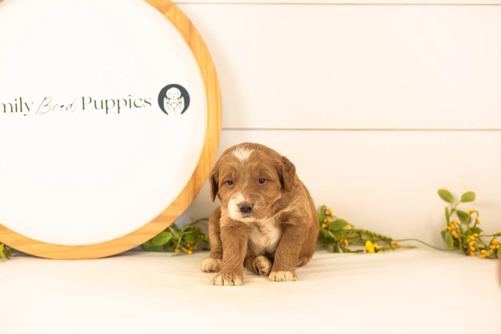 Marley goldendoodle for sale(2).jpg