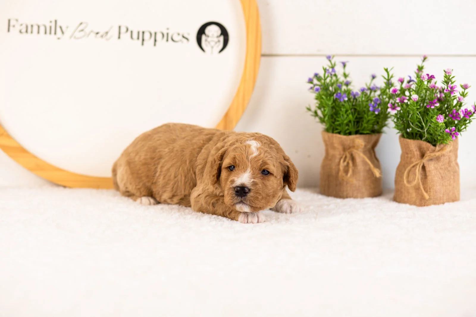 Brie goldendoodle for sale.jpg