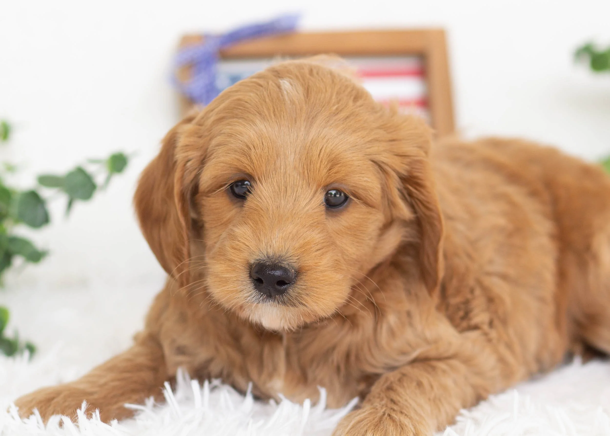 Blue Goldendoodle For Sale(1).jpg