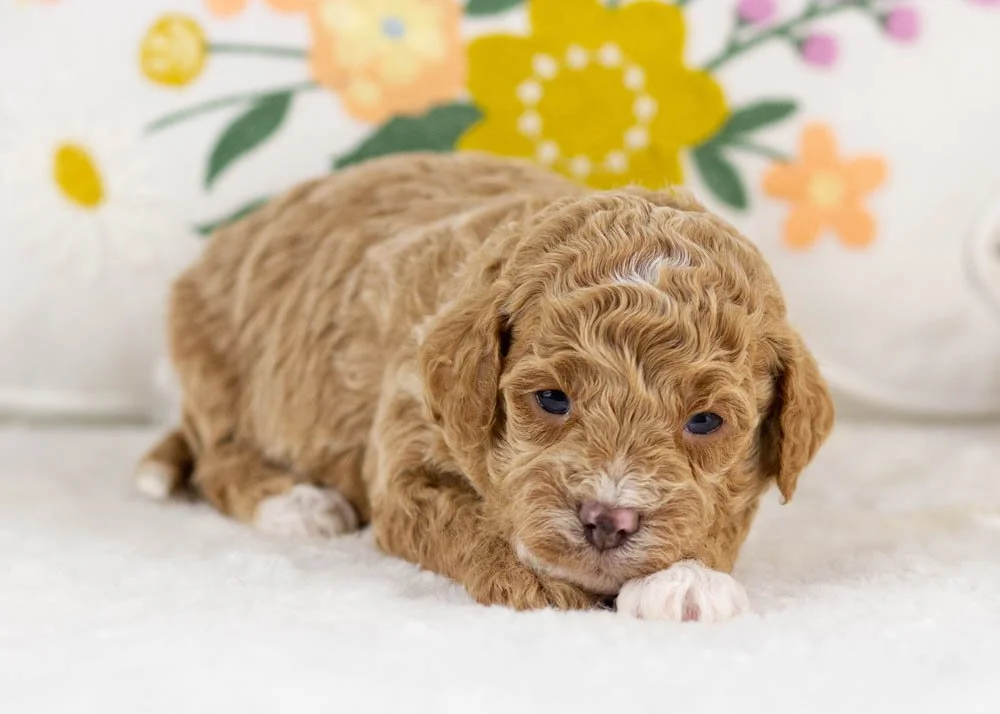 goldendoodle for sale