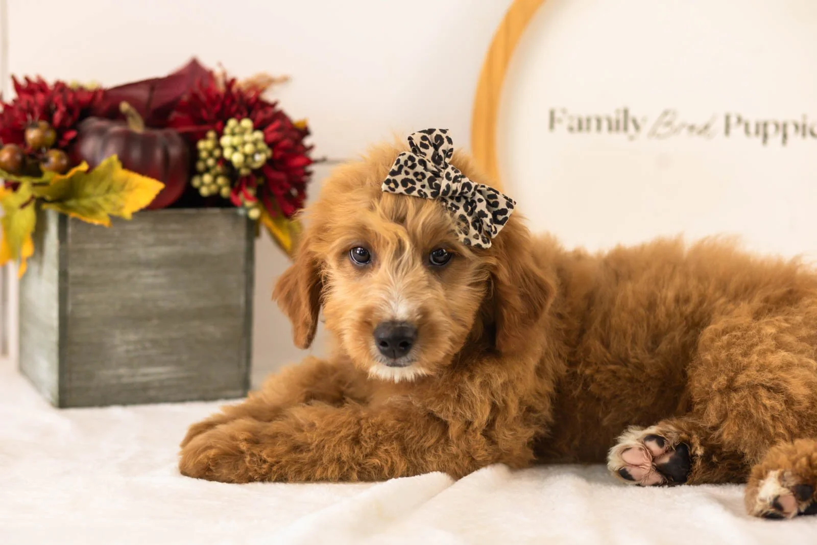Holly goldendoodle for sale(1).jpg
