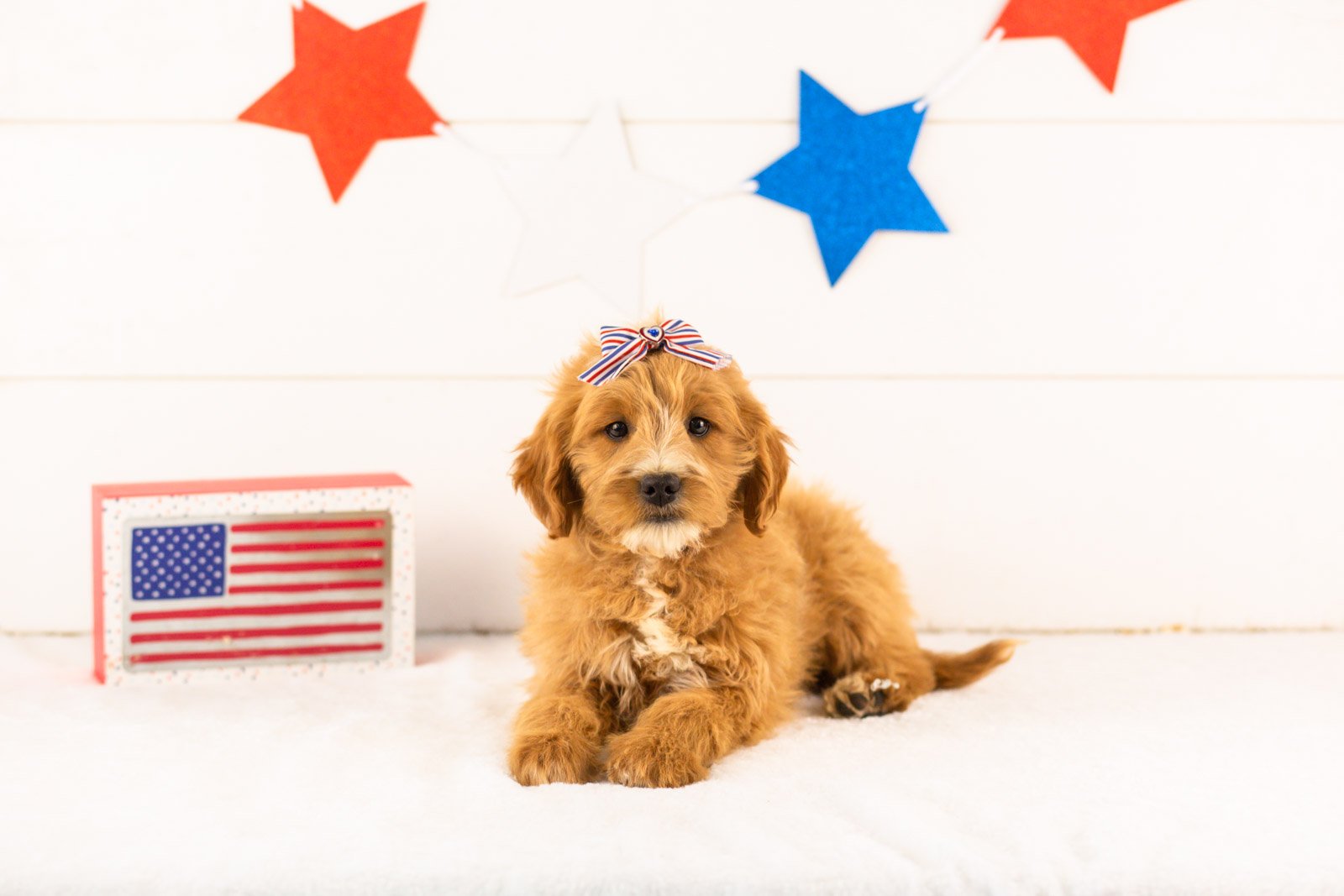 Phoebe goldendoodle for sale(1).jpg