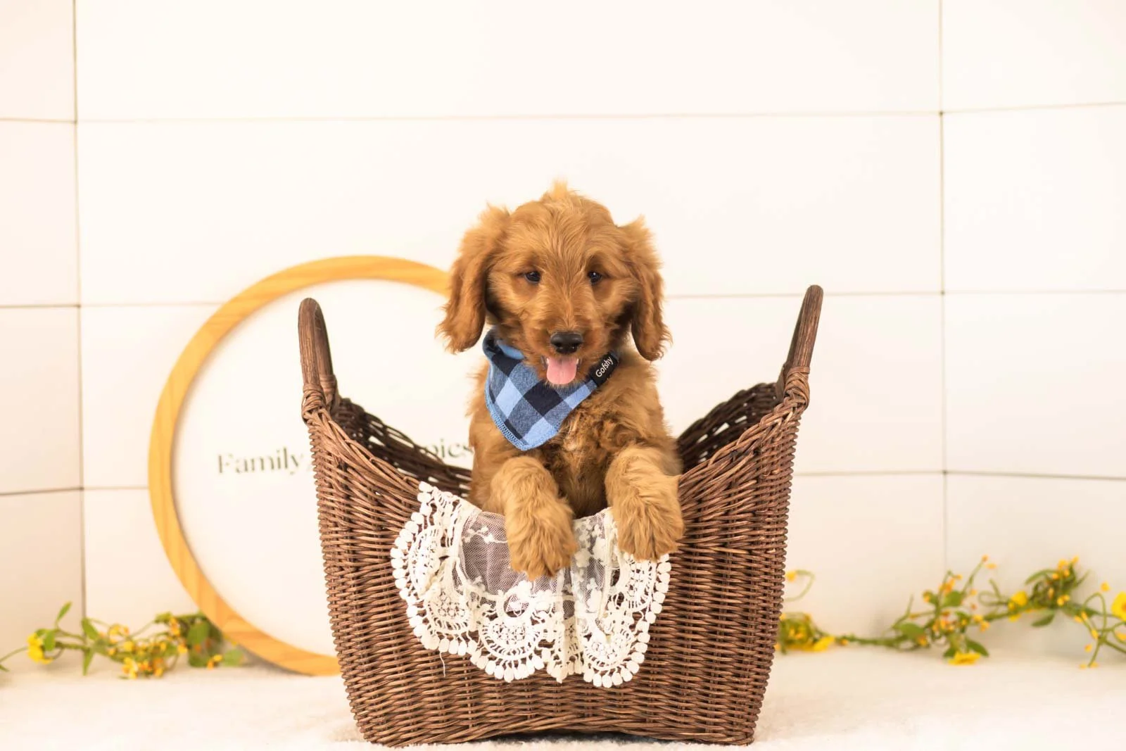 Phil goldendoodle for sale(1).jpg
