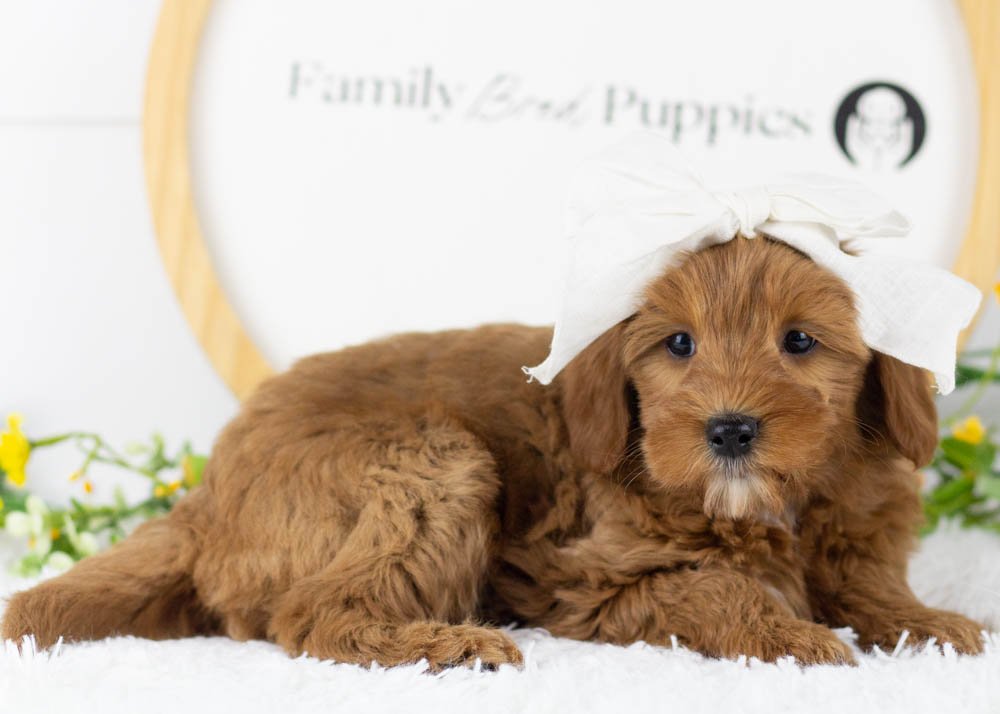 Nancy goldendoodle for sale.jpg