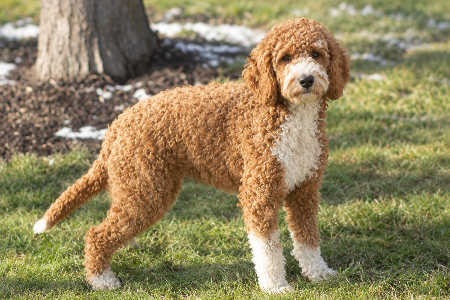 mom goldendoodle