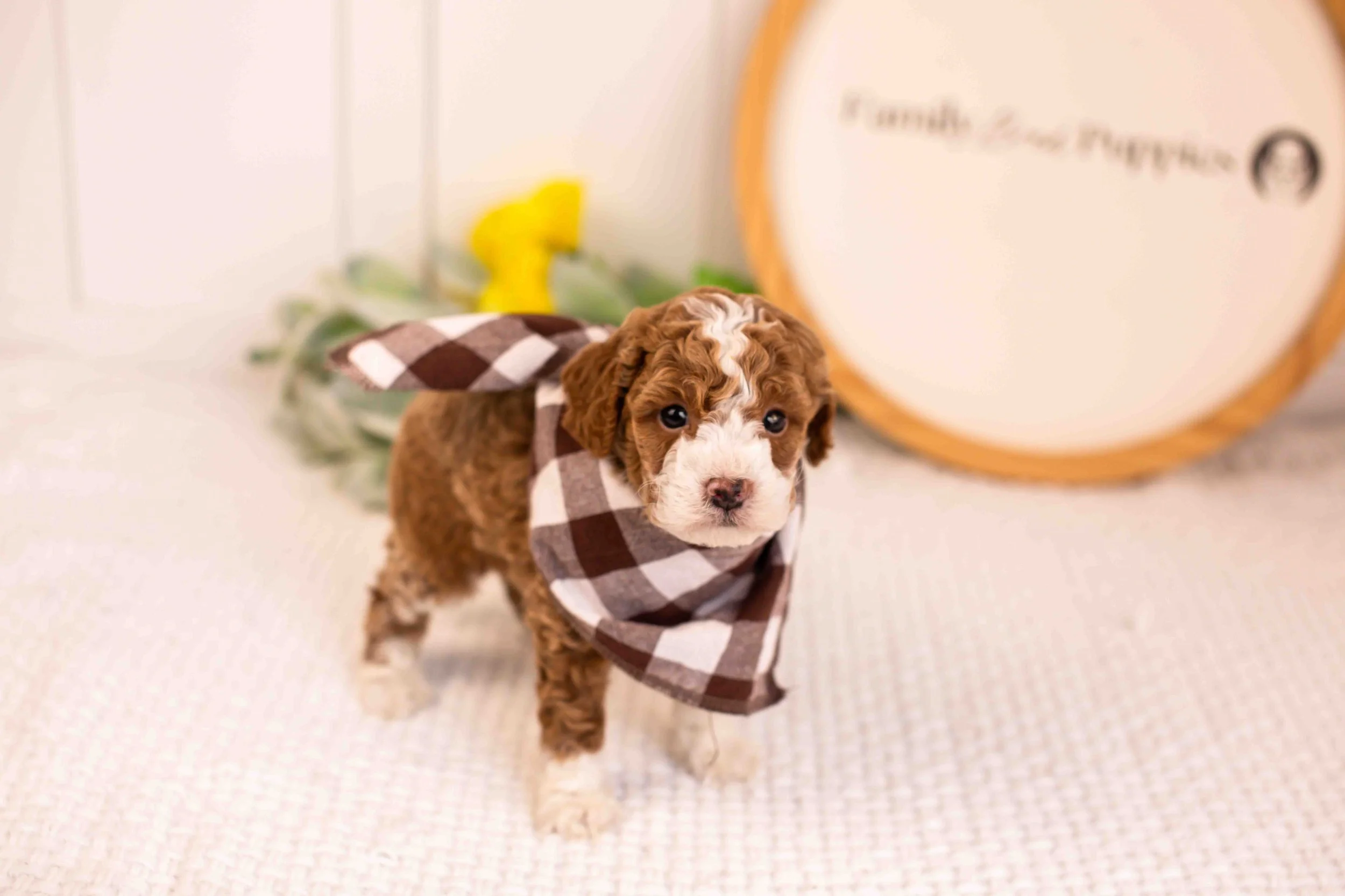 maddox goldendoodle for sale(2).jpg