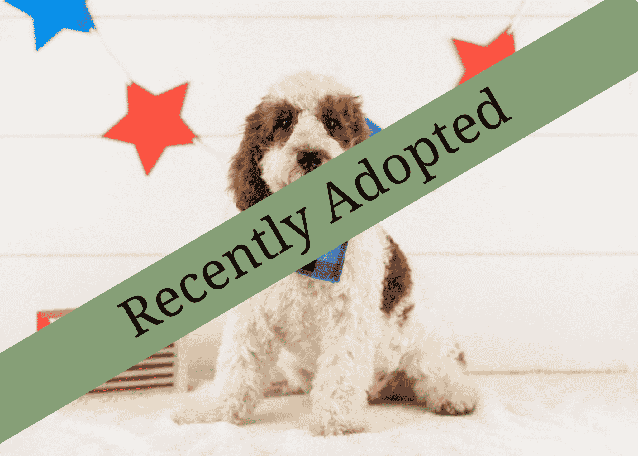 goldendoodle for sale