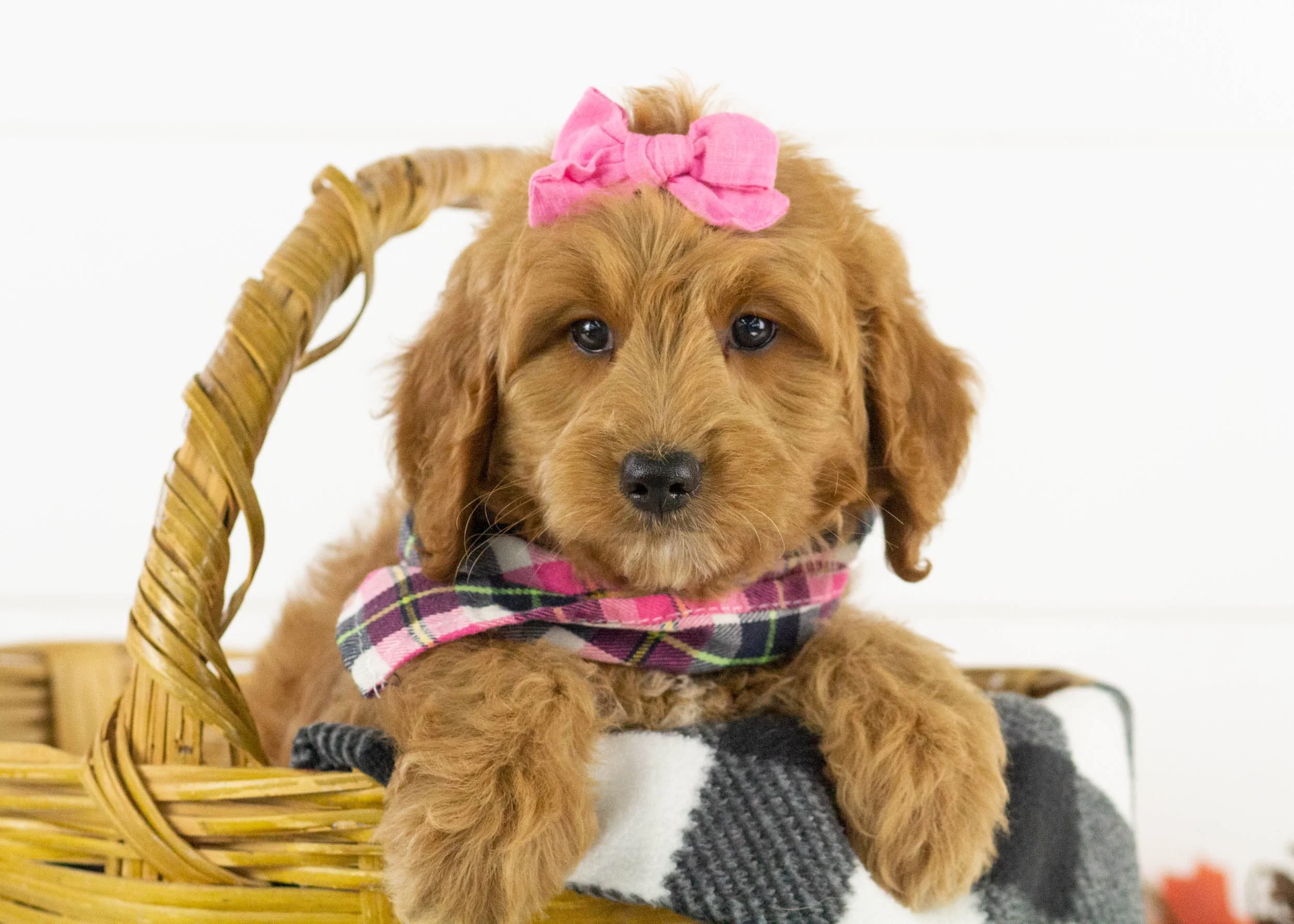 Koala goldendoodle for sale(2).jpg