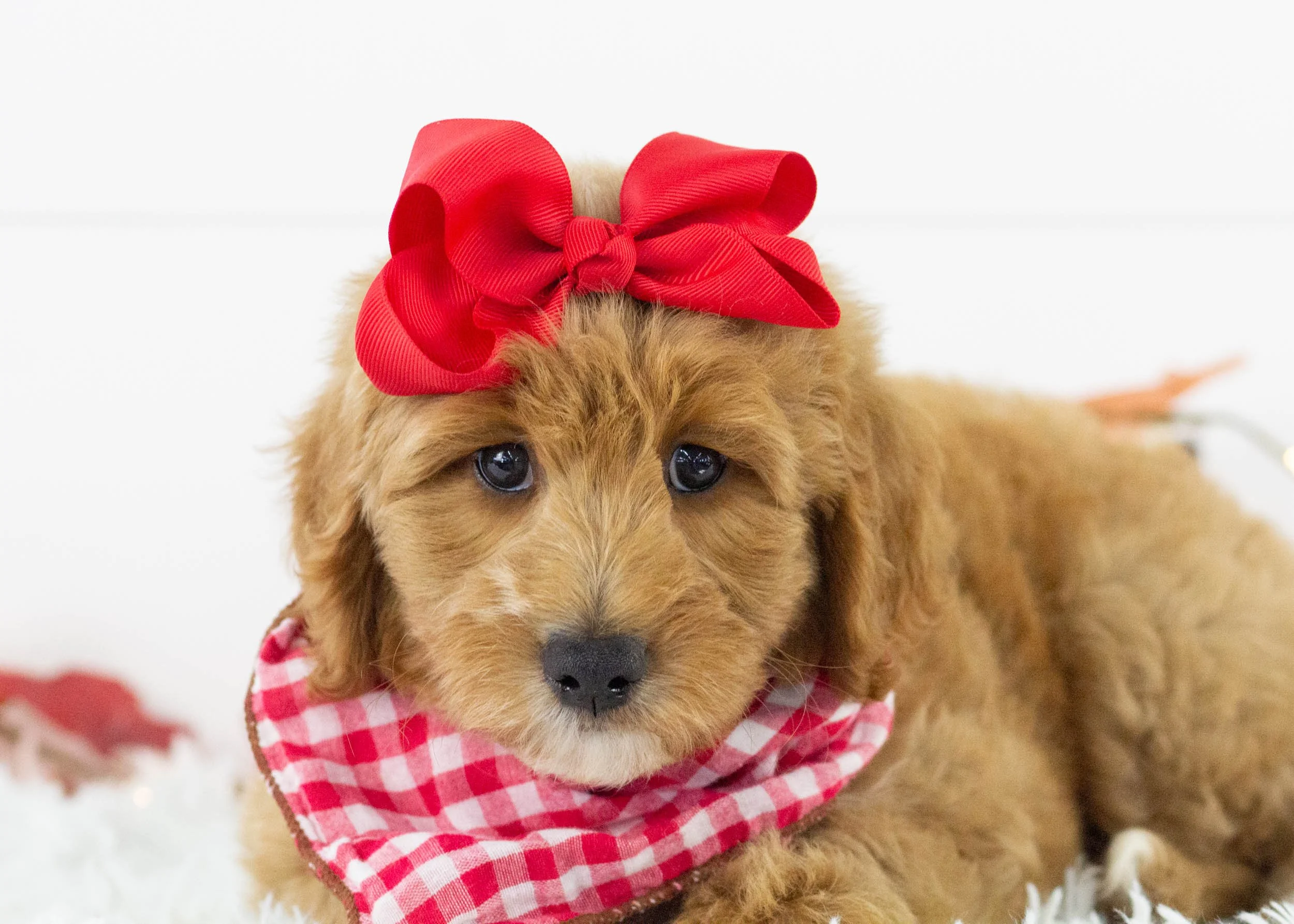 Sparrow goldendoodle for sale(2).jpg