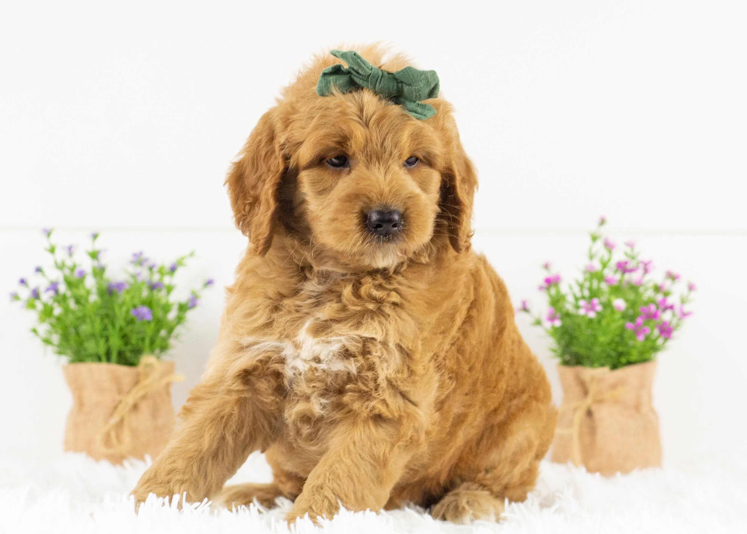 Koala goldendoodle for sale.jpg