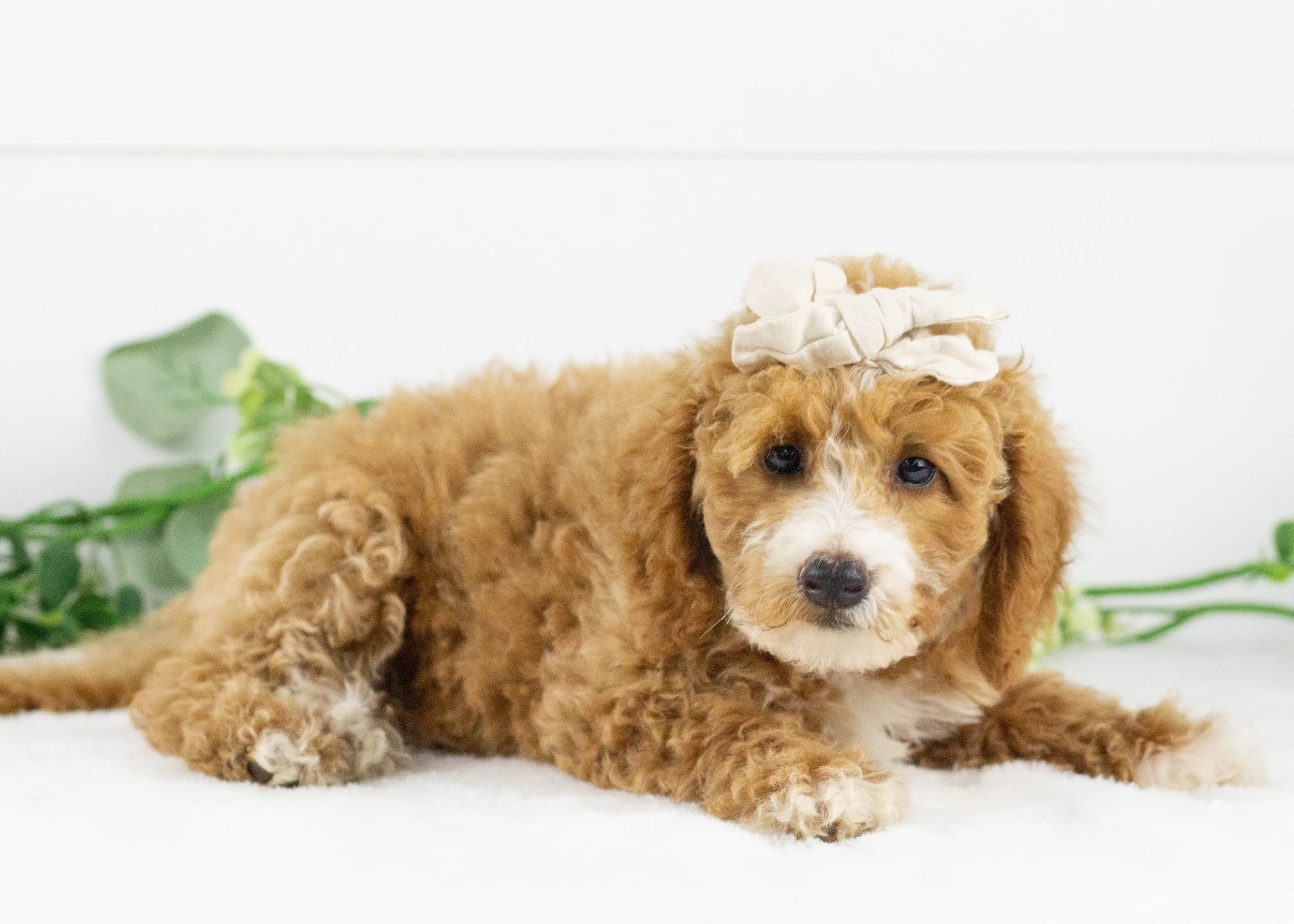 Tina Goldendoodle for sale(3).jpg