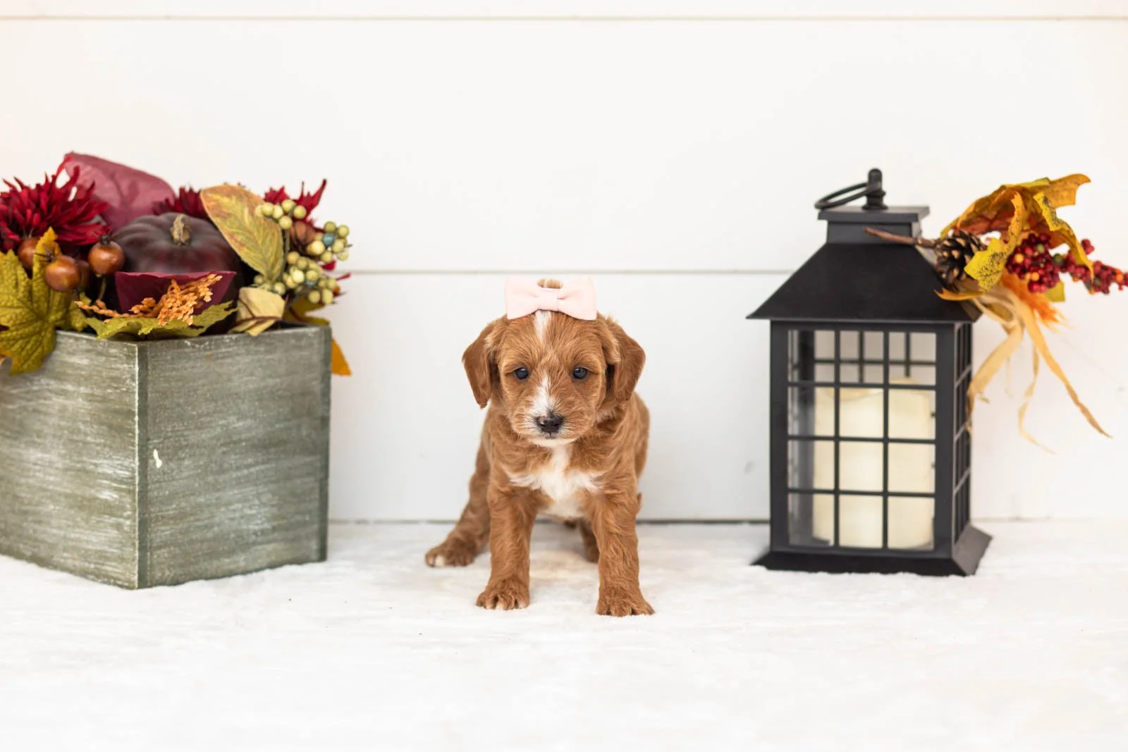 Flicka goldendoodle for sale 4.jpg
