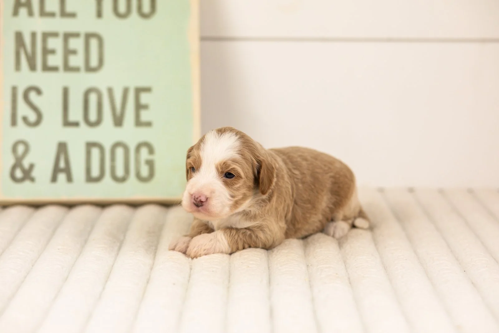 Sparrow goldendoodle for sale.jpg