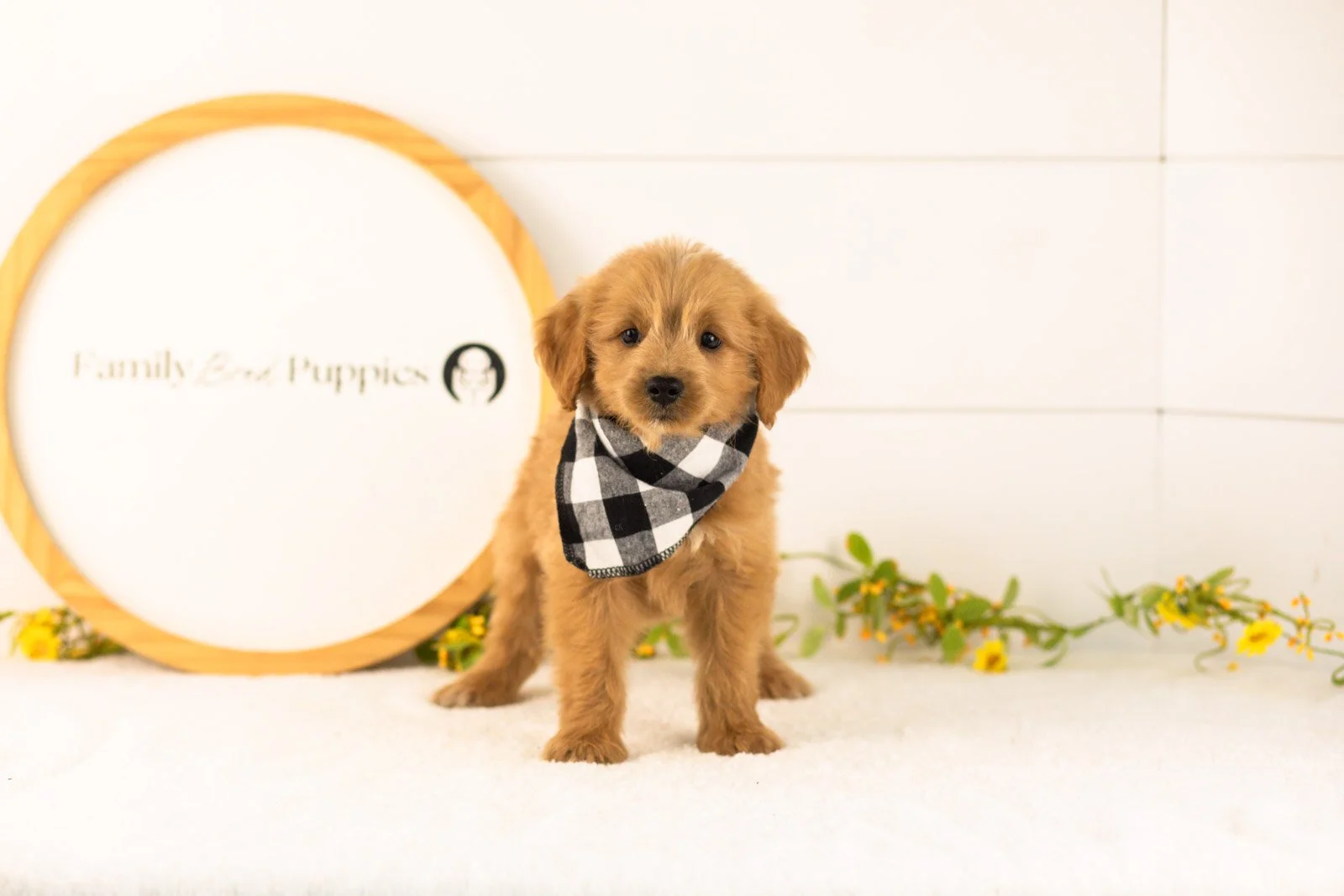 Elijah goldendoodle for sale.jpg