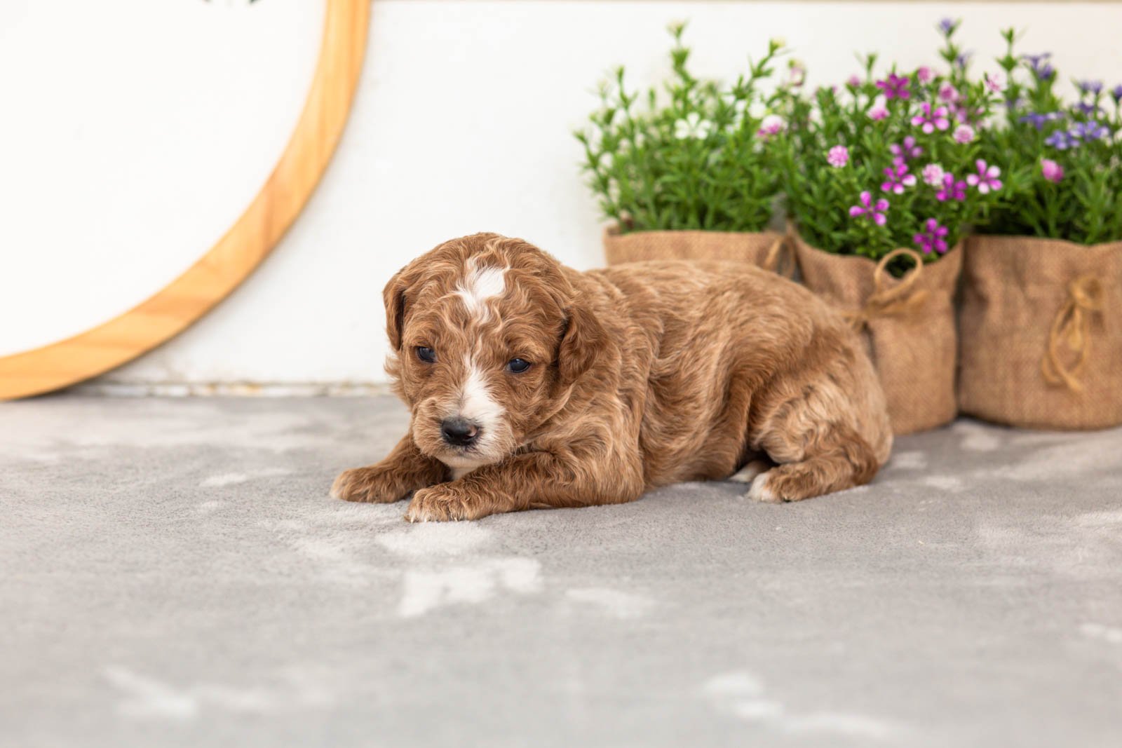 Evee goldendoodle for sale(1).jpg