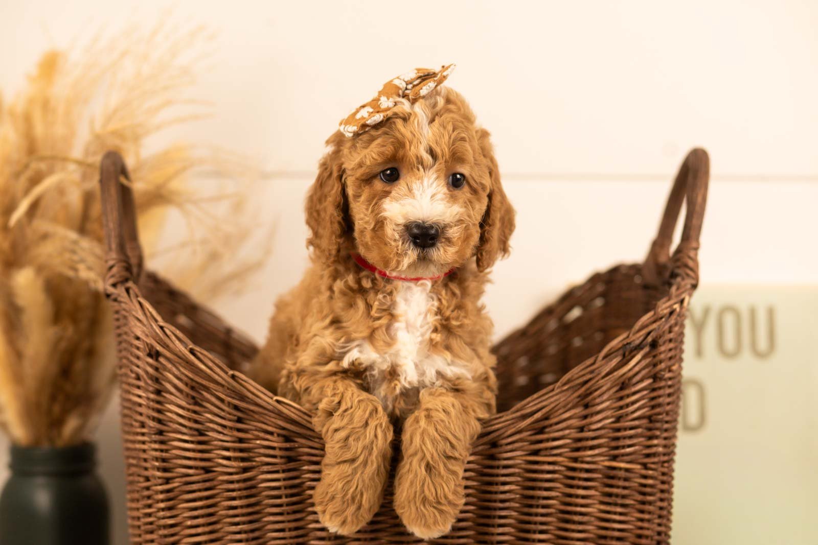 Lola goldendoodle for sale.jpg