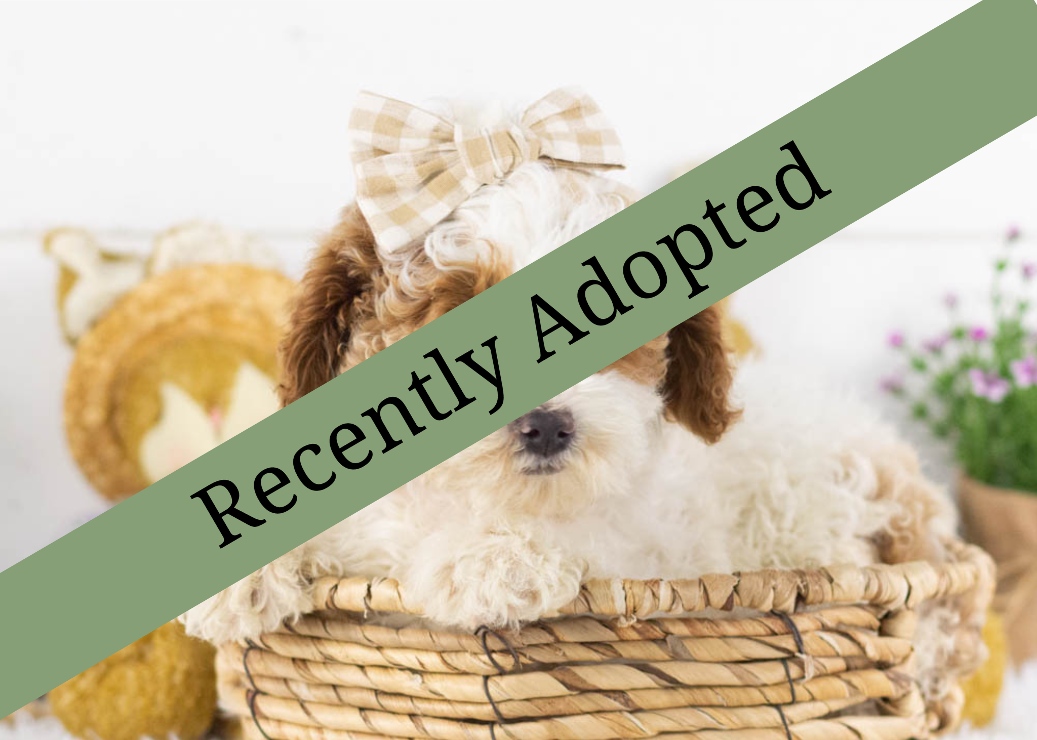 goldendoodle for sale