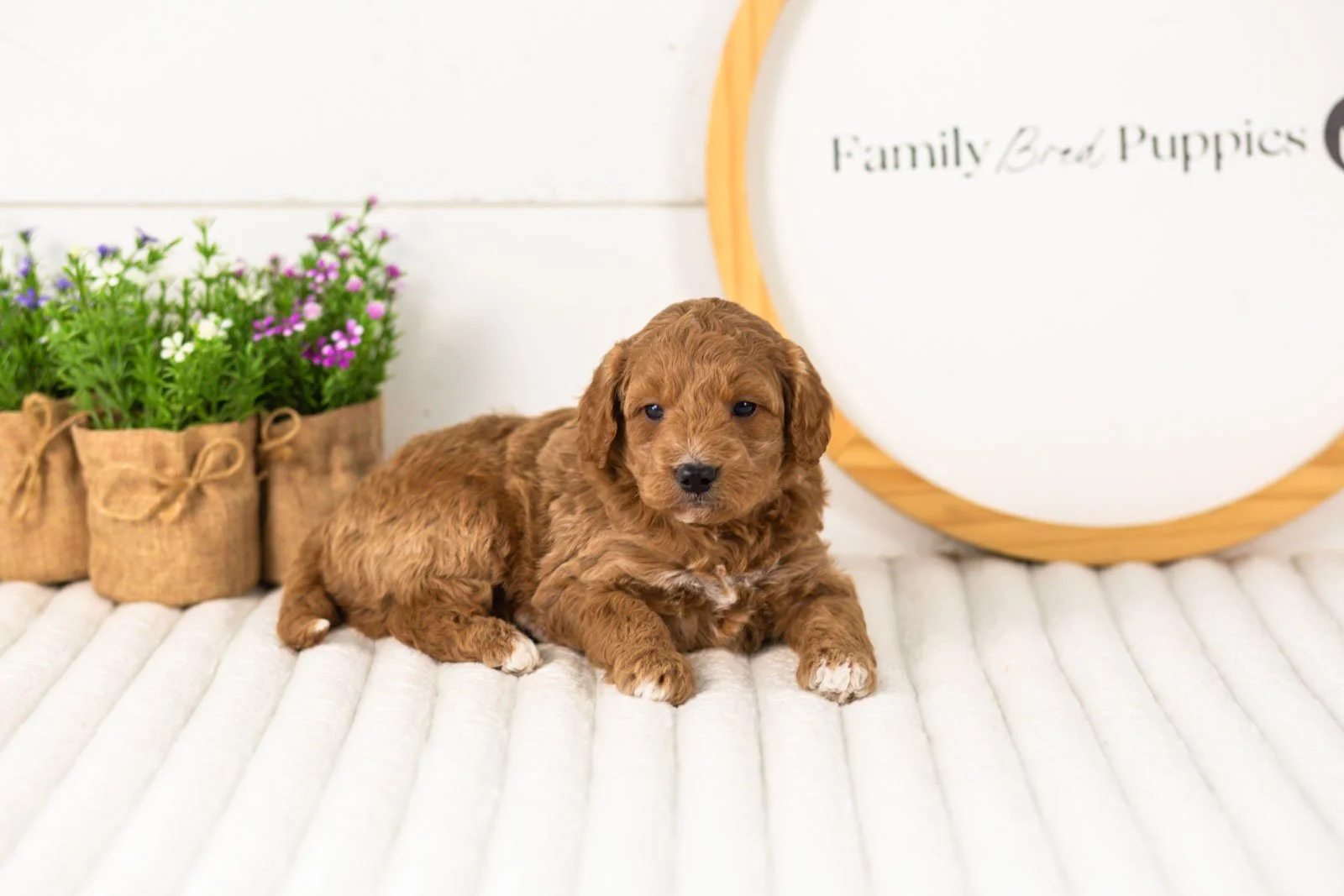 Levi goldendoodle for sale.jpg