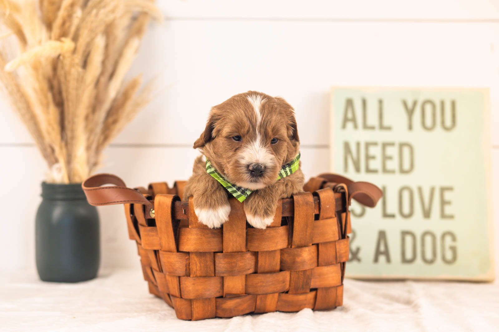 Westley goldendoodle for sale(1).jpg