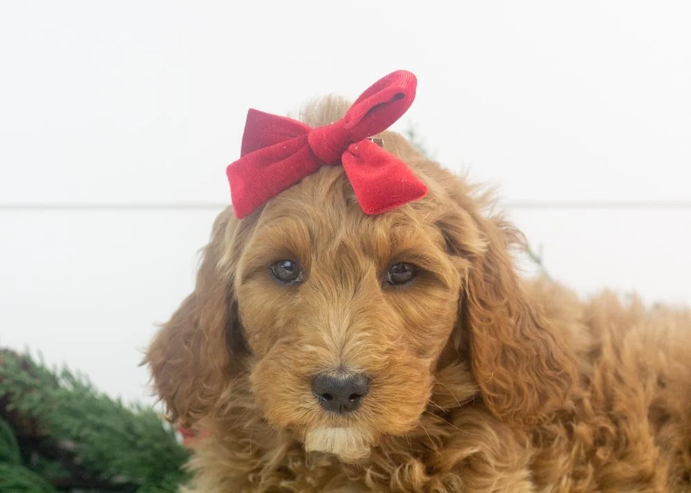 Jazz goldendoodle for sale(2).jpg