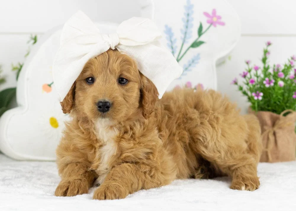 americano goldendoodle for sale(3).jpg