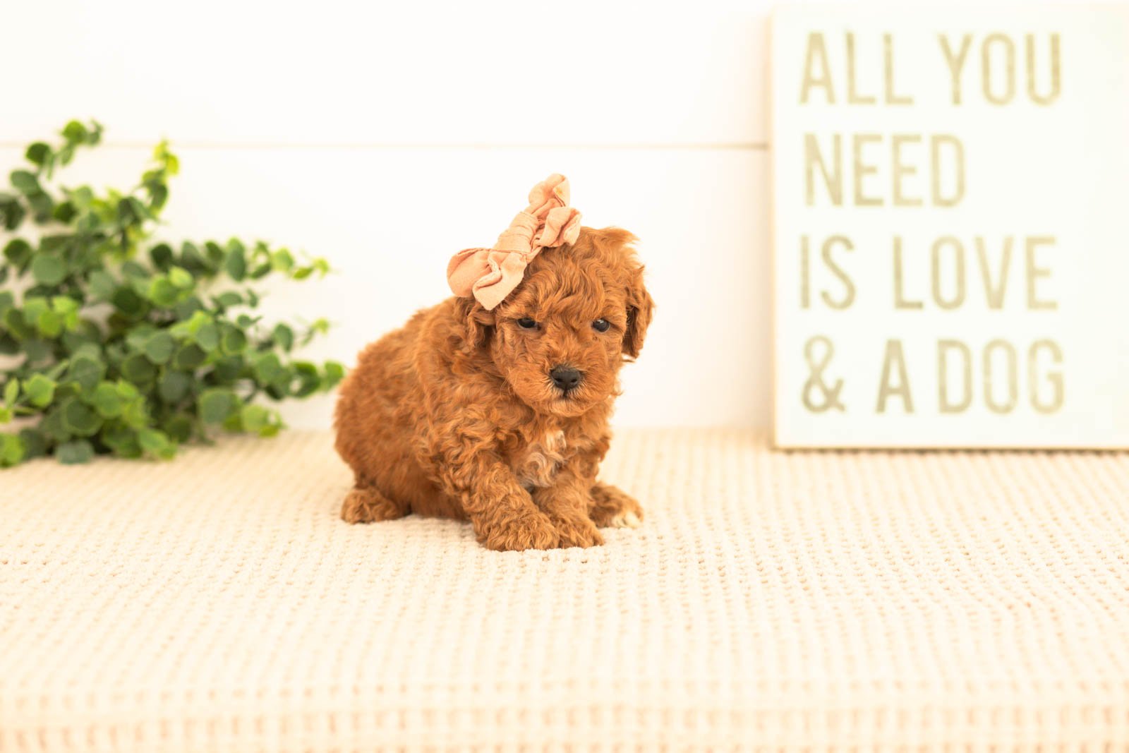 Velvet goldendoodle for sale(2).jpg