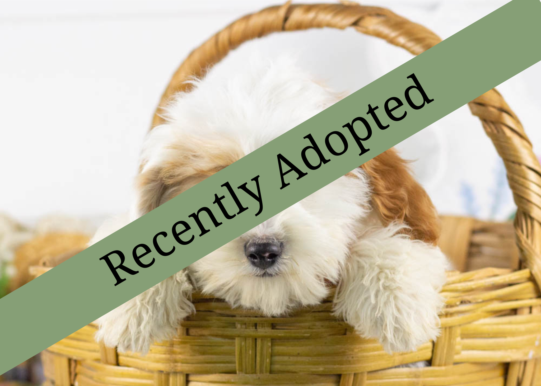 goldendoodle for sale