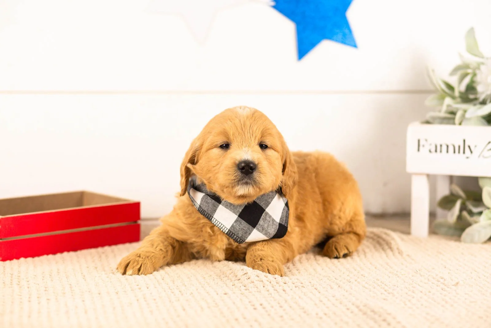 frodo goldendoodle for sale.jpg