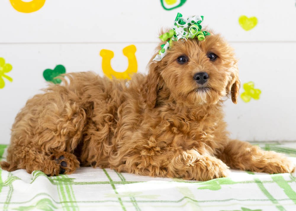 Carol goldendoodle for sale(3).jpg