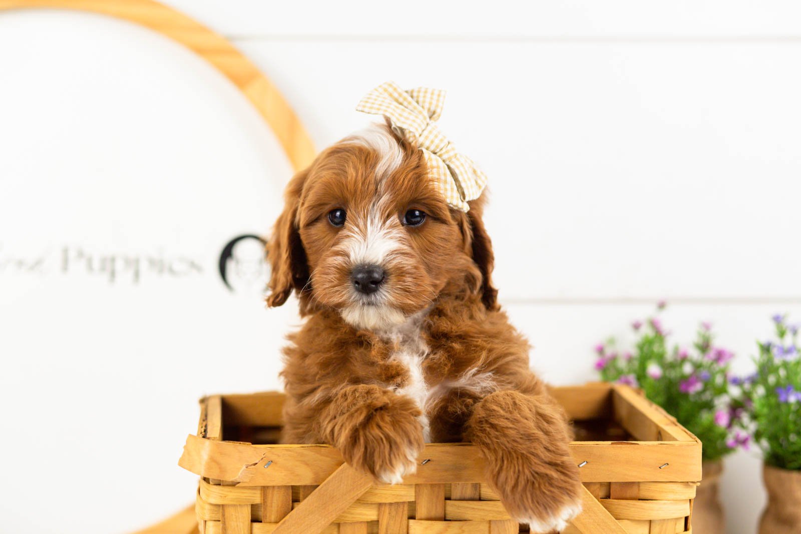 Queen goldendoodle for sale(3).jpg
