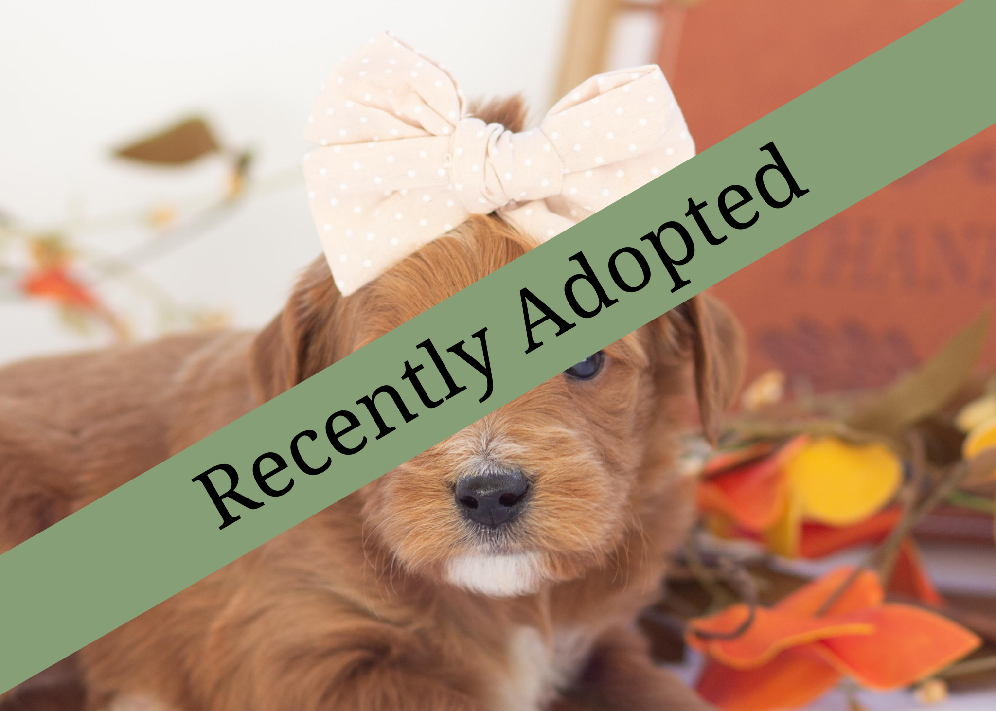 goldendoodle for sale