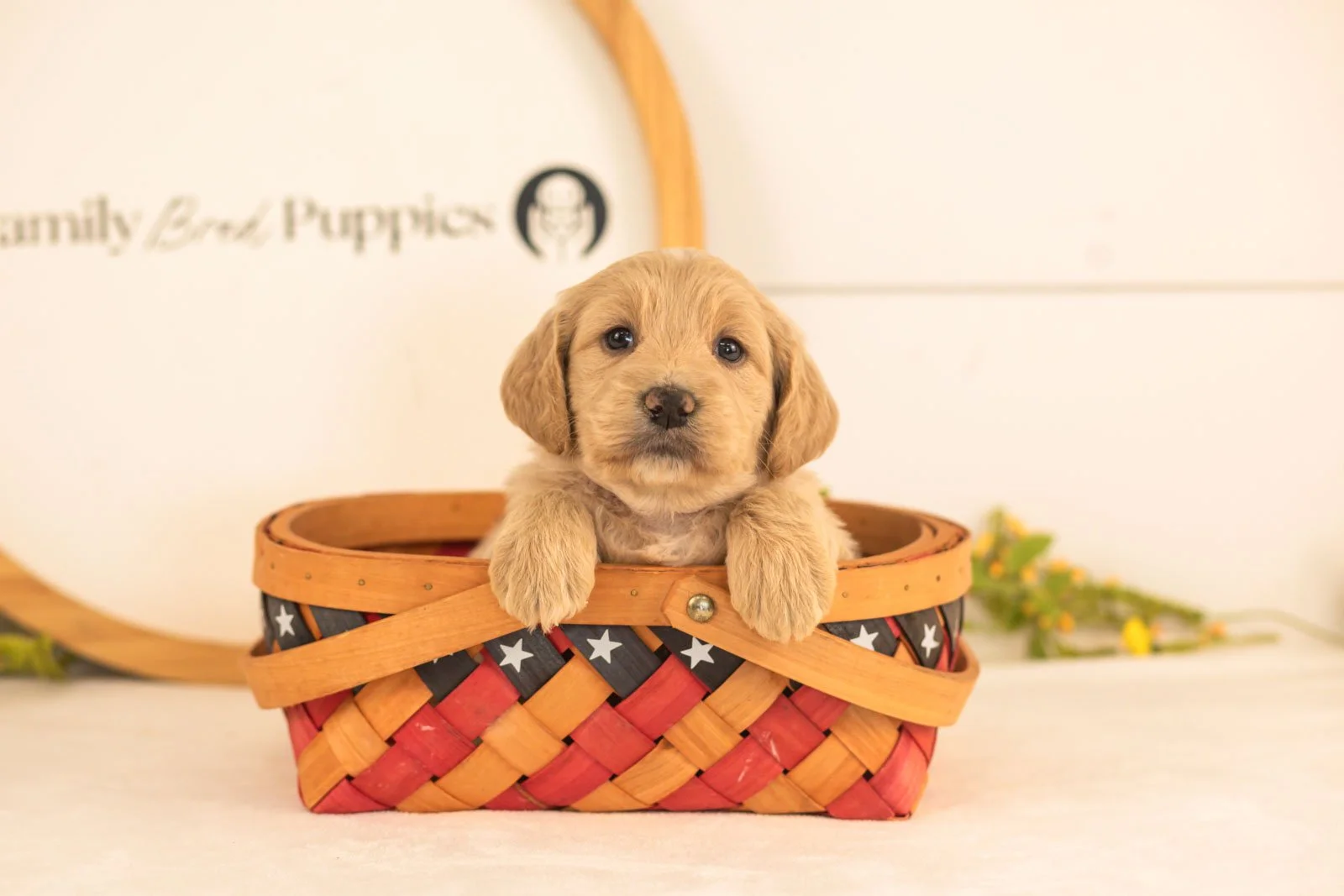 Donna goldendoodle for sale(3).jpg
