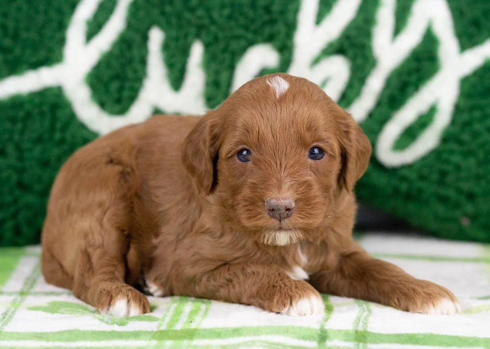 Blue goldendoodle for sale.jpg