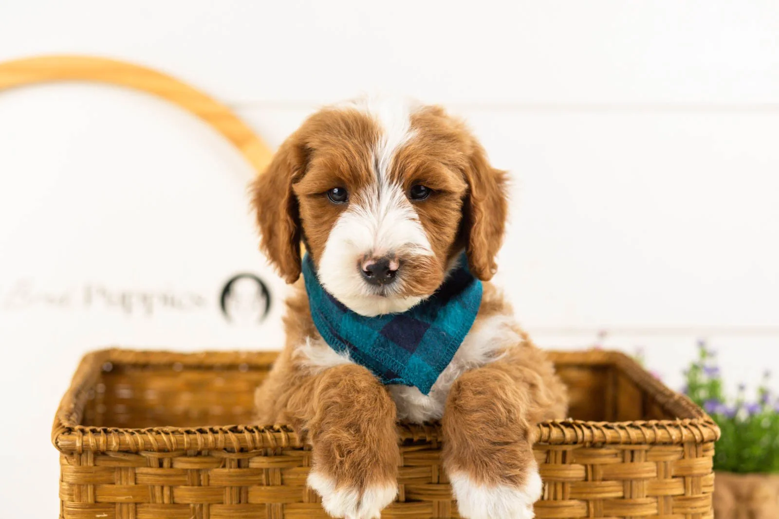 Horatio goldendoodle for sale(3).jpg