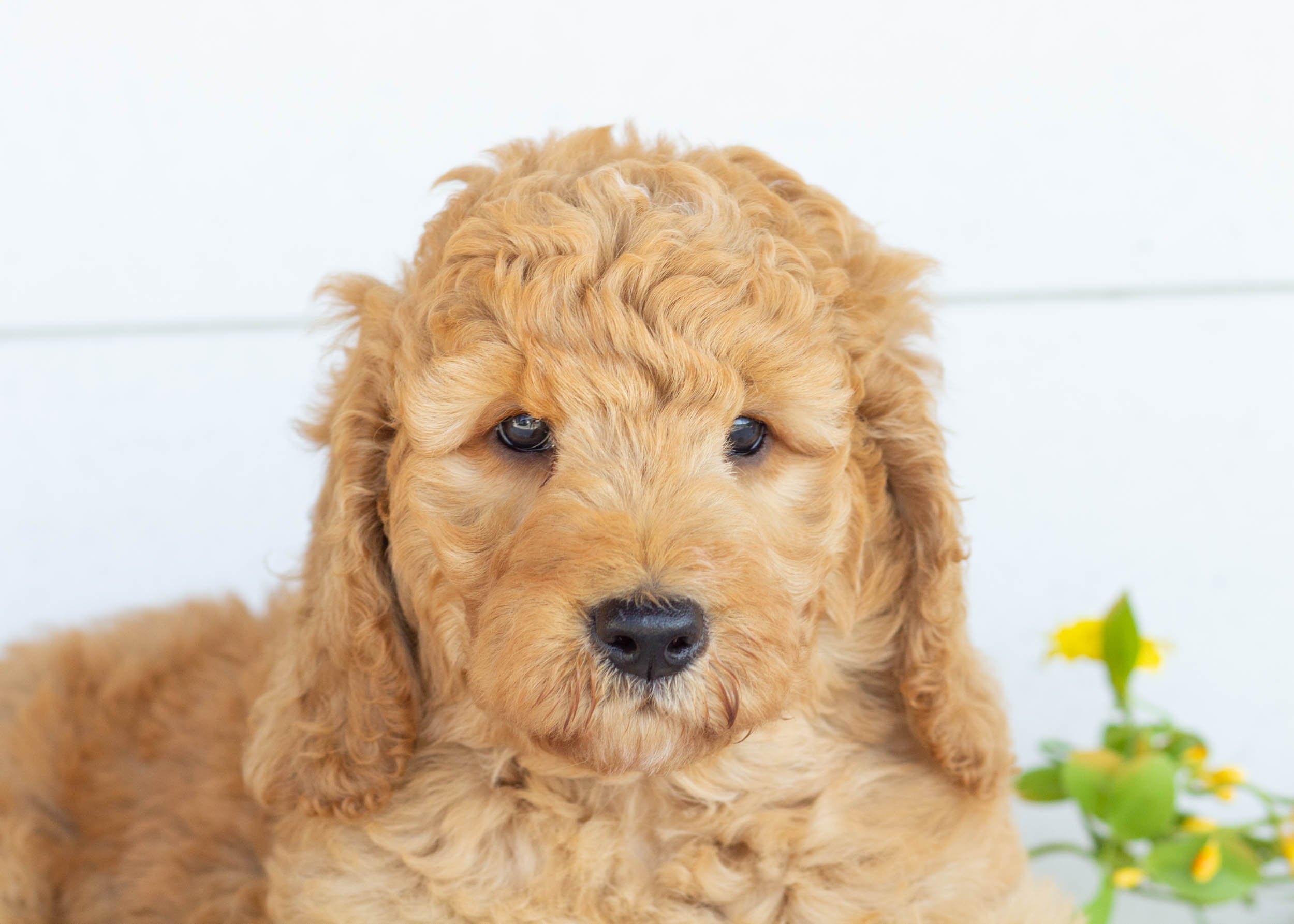Golden Retriever Goldendoodle Puppies Available Now Medium