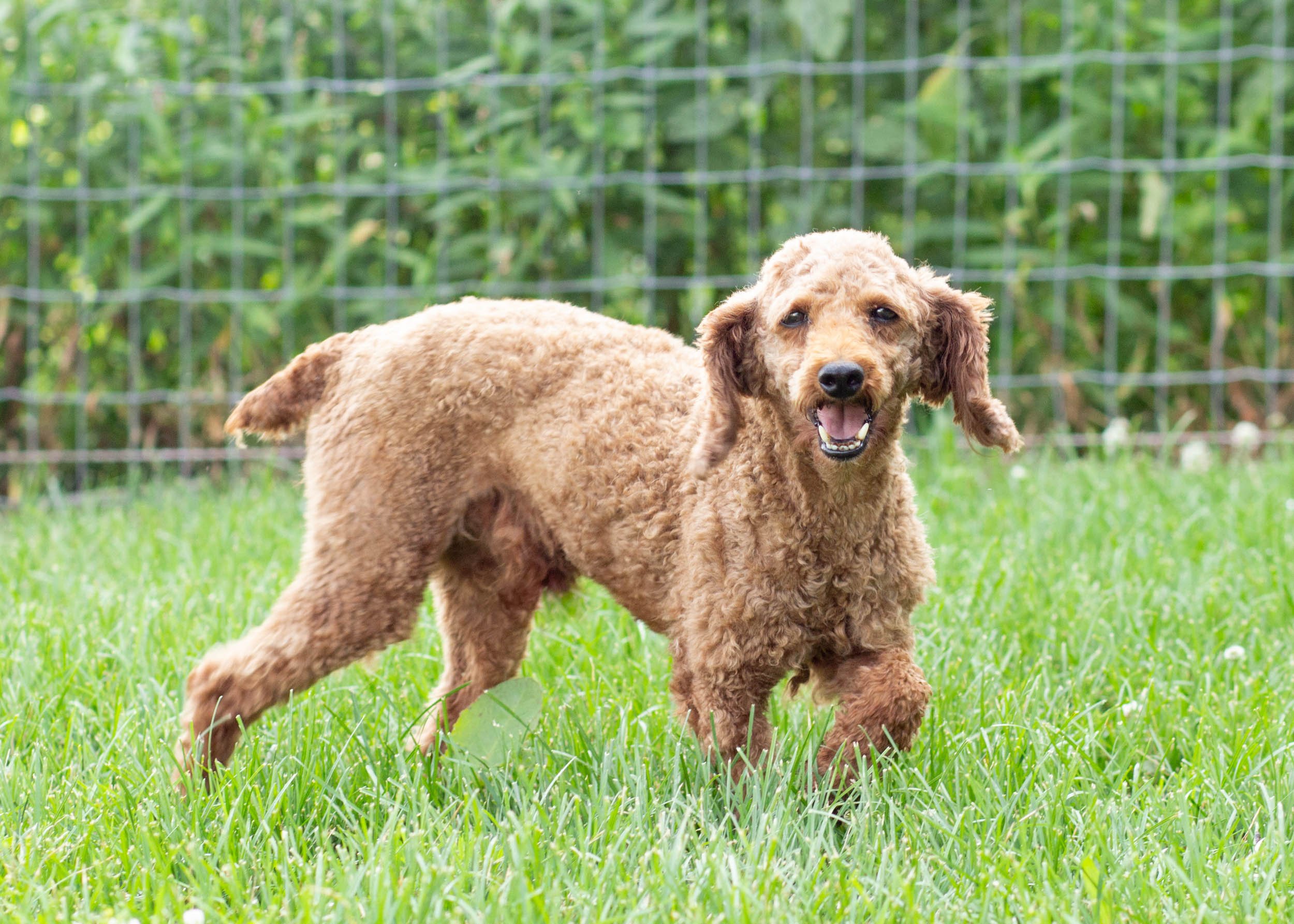 dad poodle